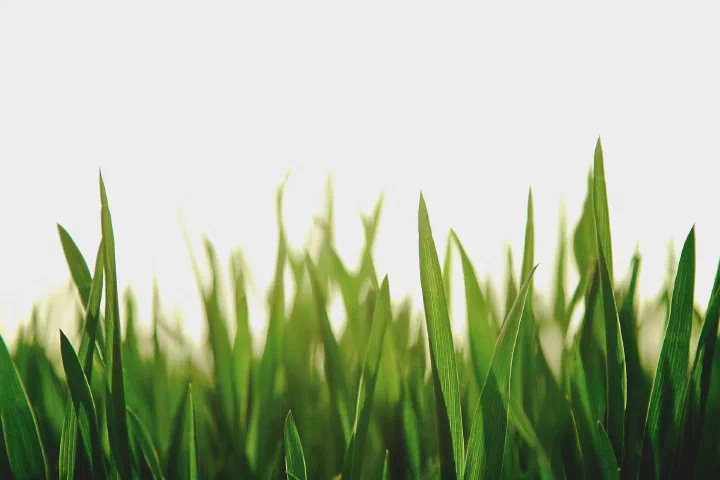Blades of Grass