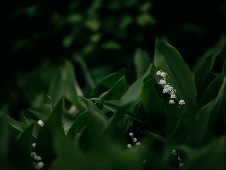 Lily of the Valley