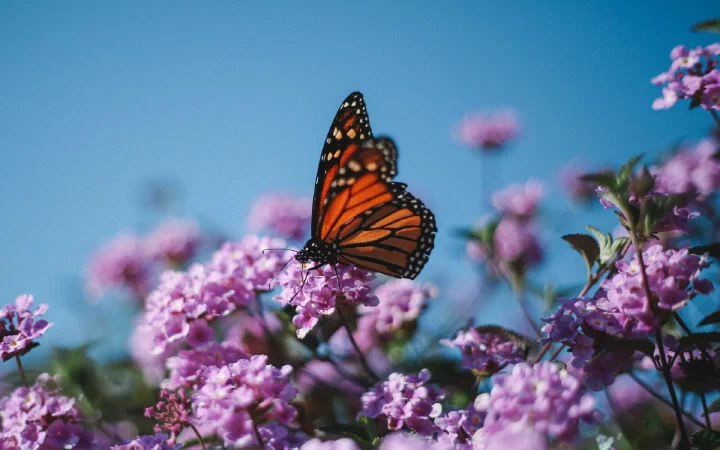 To the Butterfly