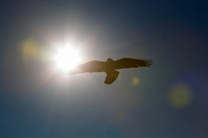 To the Eagle